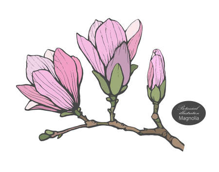 Organic botanical design template. Hand drawn Vector color magnolia flower illustrationのイラスト素材
