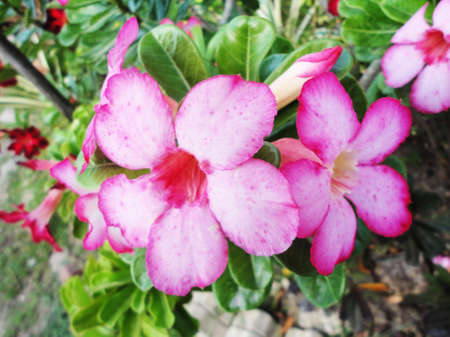 Desert Rose flowers in the gardenの写真素材