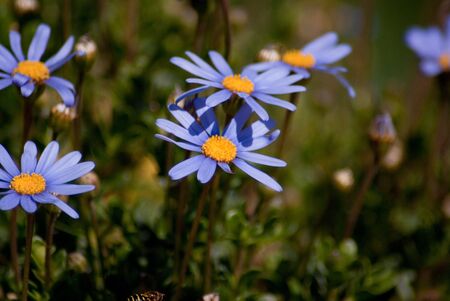 blue flowersの写真素材