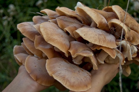 Armillaria mellea Linden Mushroom in wood holdfed in handsの写真素材