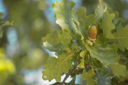 specific season isolated brown acorn on branch