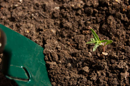 fresh green thyme gardening with shovelの写真素材