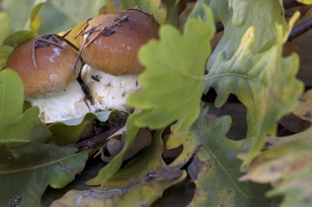 forest mushrooms with colorful oak leavesの写真素材