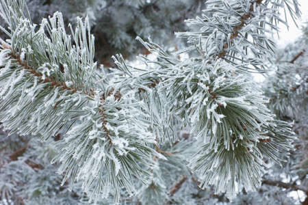 green pine branch with white frostの写真素材