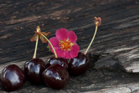 fresh cherries isolated on wooden board