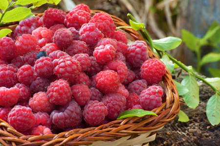 fresh rubus idaeus in basket with vegetation