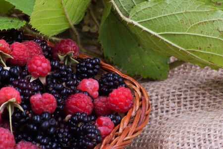 blackberries and raspberries carefully chosen and placed in a basketの写真素材