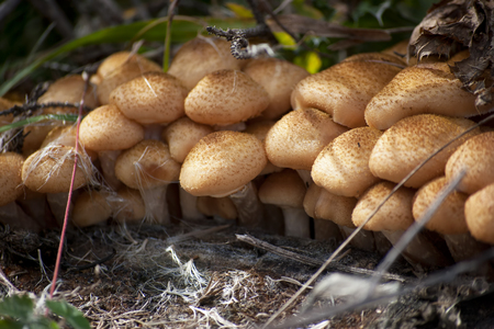 Armillaria mellea in natural habitat autumn seasonの写真素材