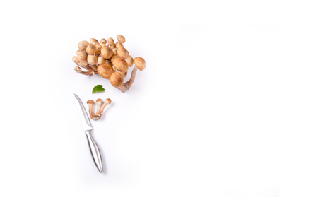 armillaria mellea fresh honey fungus on white backgroundの写真素材