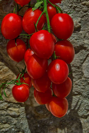 fresh tomato vegetable with vivid red colorの写真素材