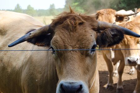 Aubrac french cattle herding in natural environmentの写真素材