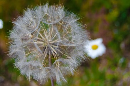 close view of fluffy taraxacum officinale and grassの写真素材