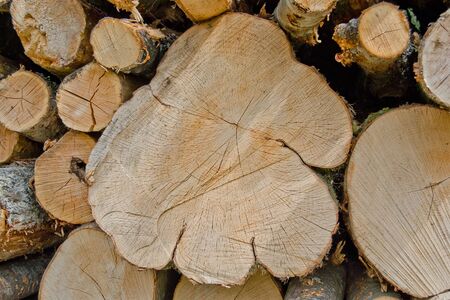 environmental stand for conserving the richness of green woods