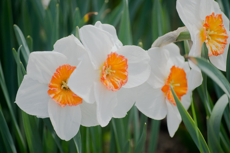 vivid colored flowers in the spring seasonの写真素材