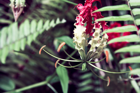 beautiful bright exotic flowers after the rain in Maldive islandの写真素材