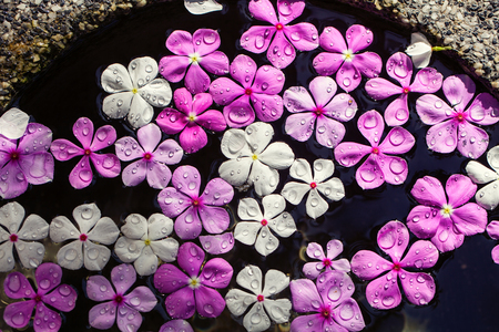 Water drops on a bright summer flowersの写真素材