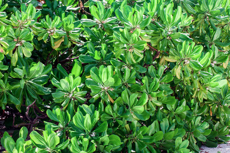 green mangrove leaves background, sunny Maldives islandのeditorial素材