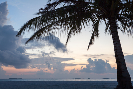 palm tree silhouette on sunset tropical beach, cloudy sky on Maldivesの写真素材