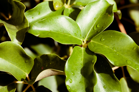 fresh tropical green leafs with rain dropsの写真素材
