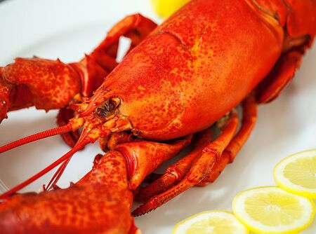 A delicious freshly steamed lobster in the rough.の写真素材