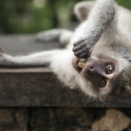 Funny monkey eating a banana with huge eyes.の写真素材