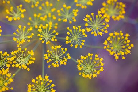 Fennel Foeniculum vulgare . Best for medium scale or smaller.