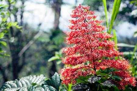 tropical jungle forest with flowers and plantsの写真素材