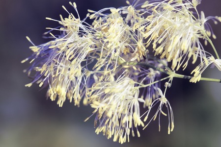 white fluffy flowers macro shot, soft kolorsの写真素材