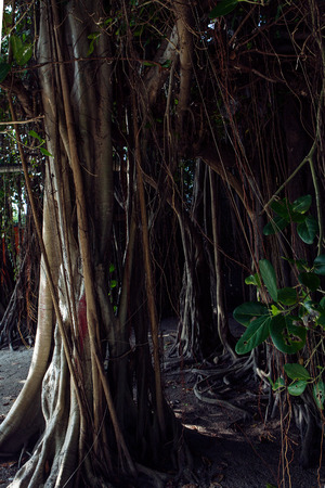Big Old tree on dark jungle backgroundの写真素材