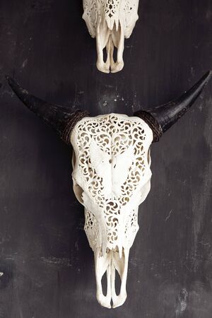 Engraved skull of an asian water buffaloの写真素材
