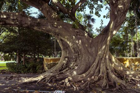 Big old green tree in Miami cityの写真素材