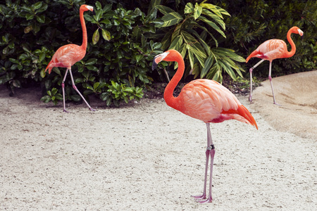 Pink flamingos on the beach against green backgroundの写真素材