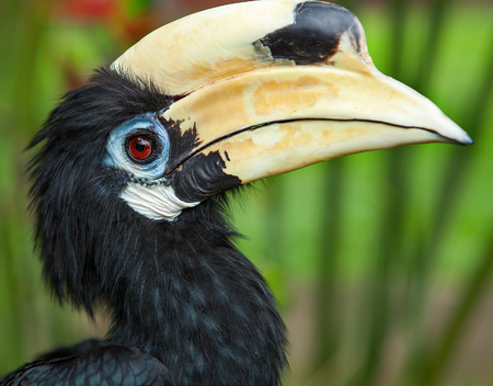 Yellow Billed Hornbill. Bright beautiful bird with big yellow beakの写真素材