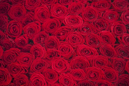 Natural fresh red roses background, love wallpaperの写真素材