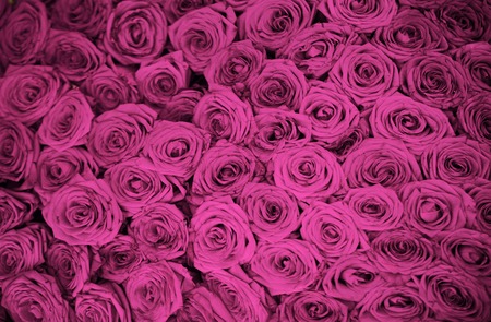 Natural fresh red roses background, love wallpaperの写真素材