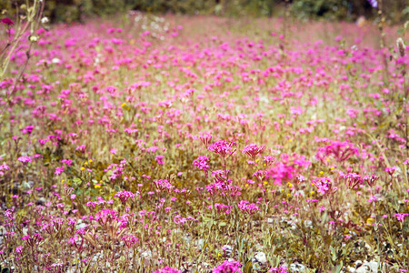 summer sunny flower meadow with fresh wild flowersの写真素材