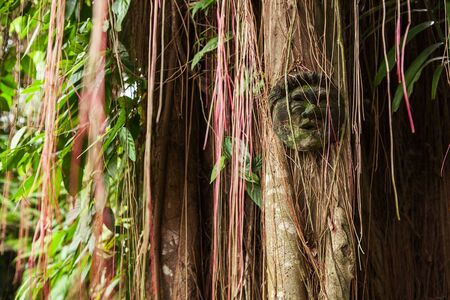 Wooden figure face. Old traditional mask in old big tree inside jungleの写真素材