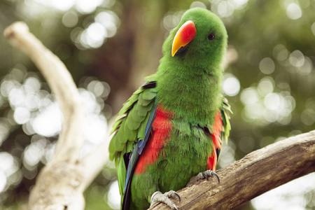 Cut funny tousled Funny Green Parakeet parrotの写真素材