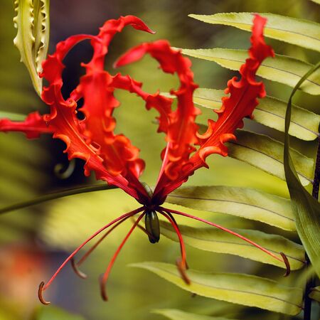beautiful red exotic flower on Maldives island
