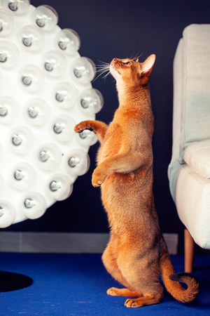 beautiful abyssinian cat in the beautiful interior in cafeの写真素材