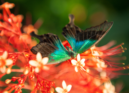 big tropical butterfly sitting on red flowersの写真素材