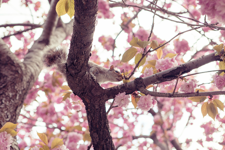 red squirrel standing on branch with willow flowersの写真素材