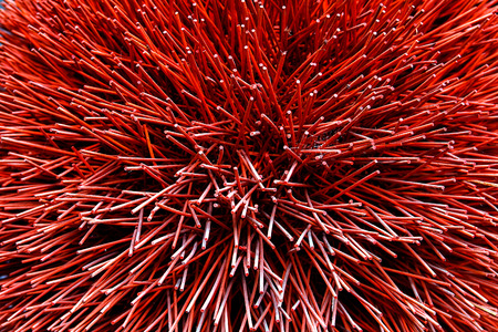 red striped background for wallpaper or desygn.の写真素材