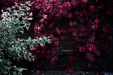 Colorful garden fence with autumn colors plant.の写真素材