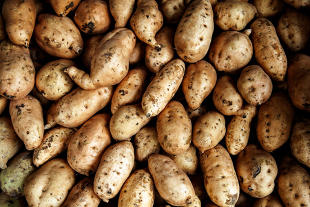 Fresh organic young potatoes sold on open market in Indonesia.