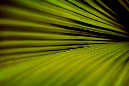 fresh green palm leaf with diagonal stripes.