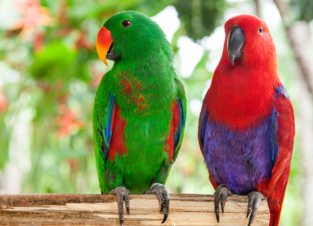 a pair of green and red Solomon Island Eclectus Parrots.の写真素材