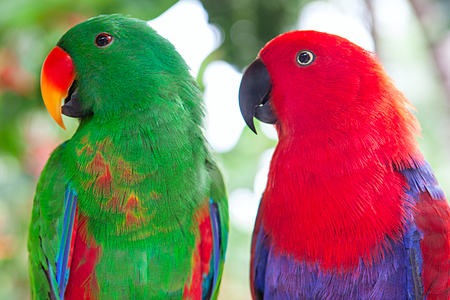 a pair of green and red Solomon Island Eclectus Parrots.の写真素材