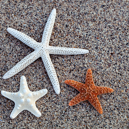 White and red Starfishes on sandy beach.