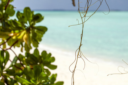 Blur beautiful nature green leaves on tropical beach with bokeh sun light wave abstract background....